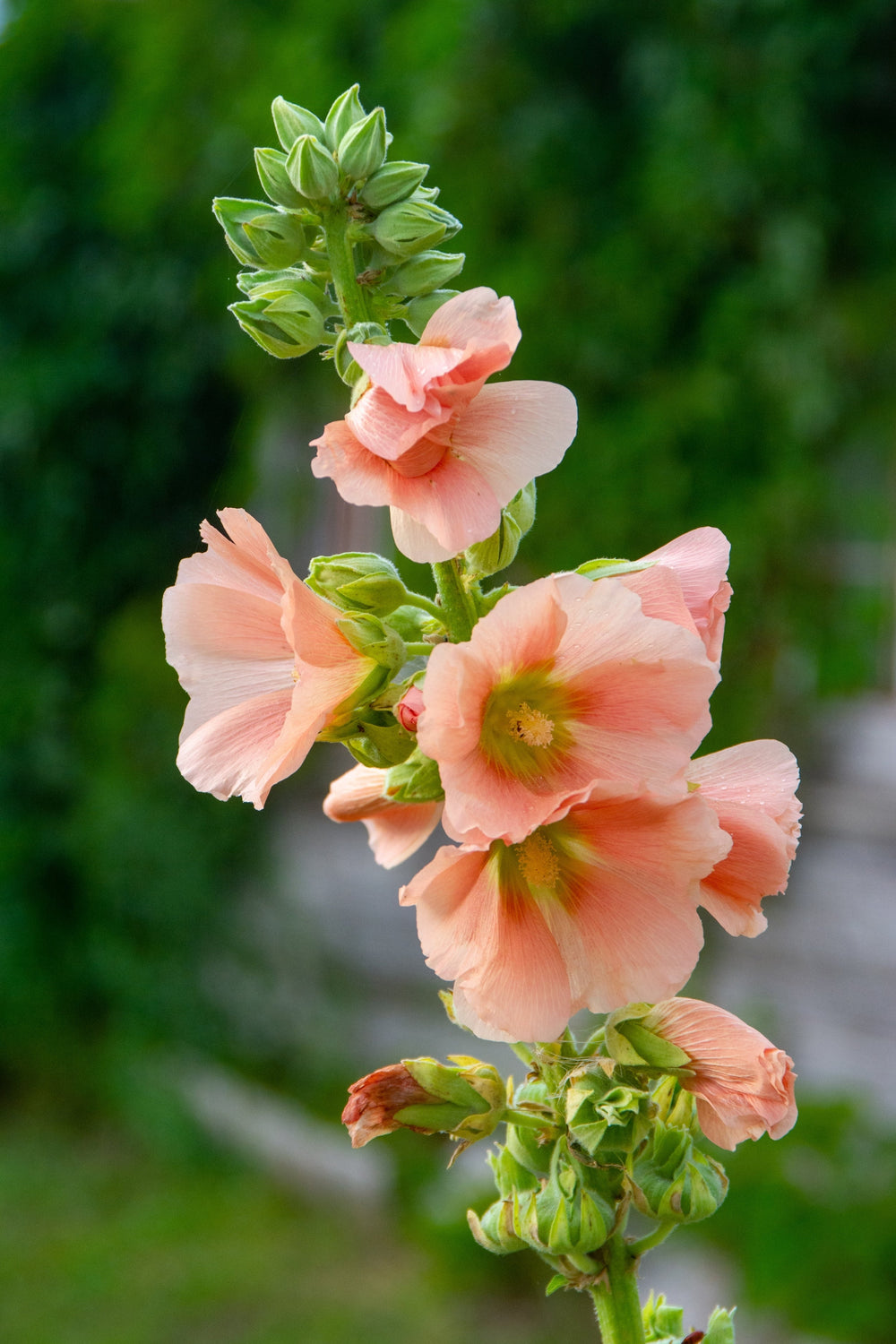 25 Peach and Brown Hollyhock (Alcea Rosea) Seeds