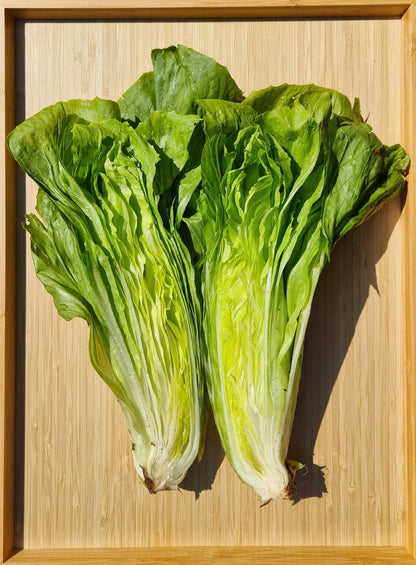 250 SUGAR LOAF ENDIVE Radicchio Escarole Cichorium Intybus Green Vegetable Seeds
