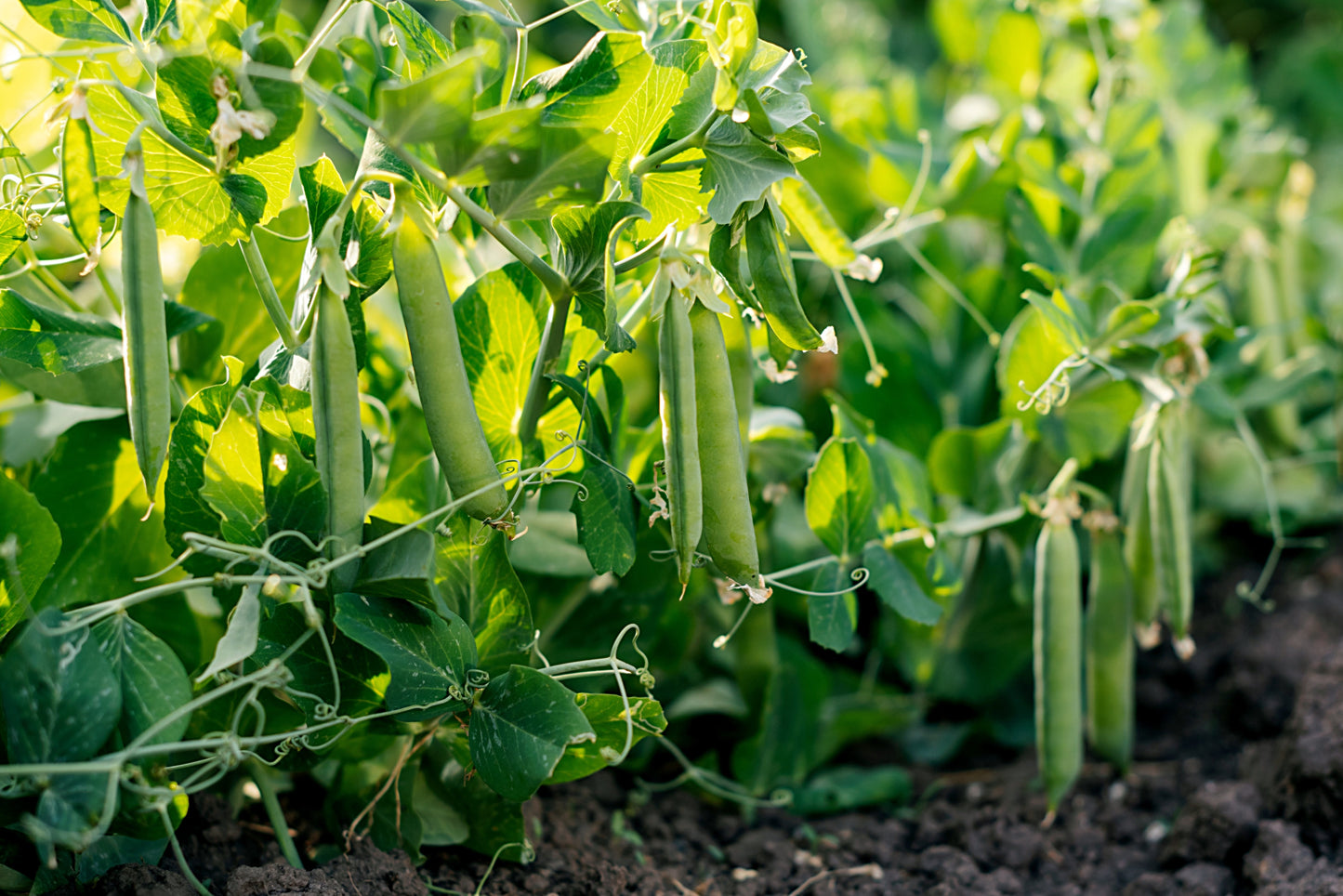 50 Green Arrow Pea (Pisum Sativum) Seeds