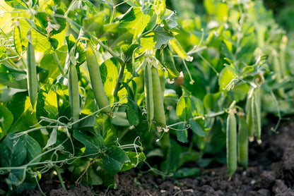 50 Green Arrow Pea (Pisum Sativum) Seeds