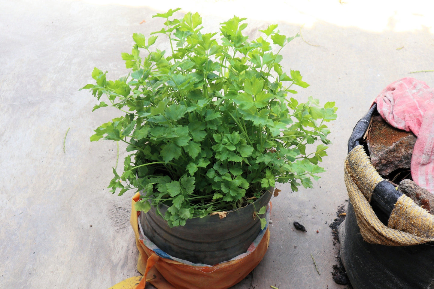 2000 Cutting Leaf Celery (Apium Graveolens) Seeds