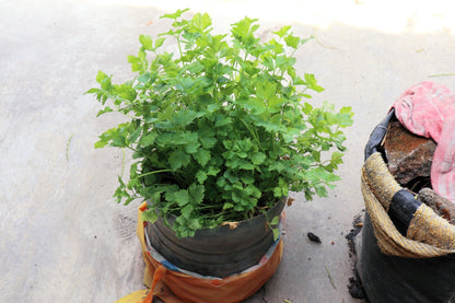 2000 Cutting Leaf Celery (Apium Graveolens) Seeds