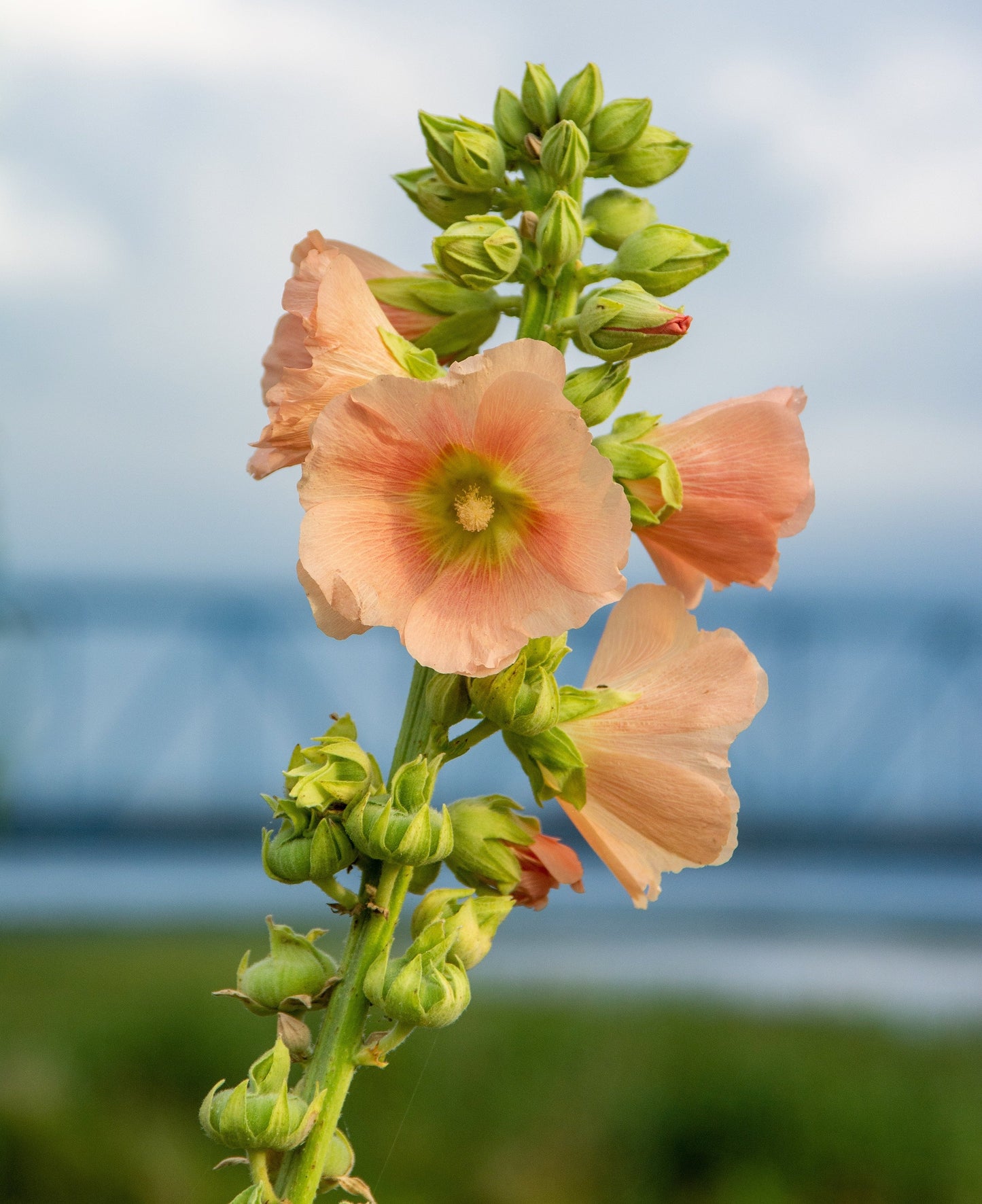 25 Peach and Brown Hollyhock (Alcea Rosea) Seeds