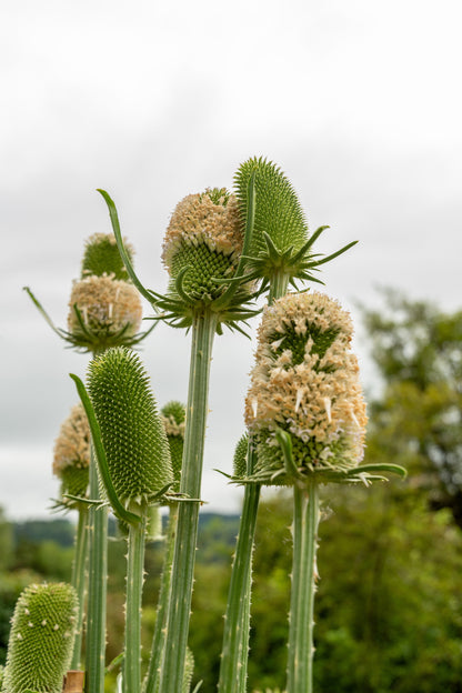 75 Fullers Teasel (Dipsacus Sativus) Seeds