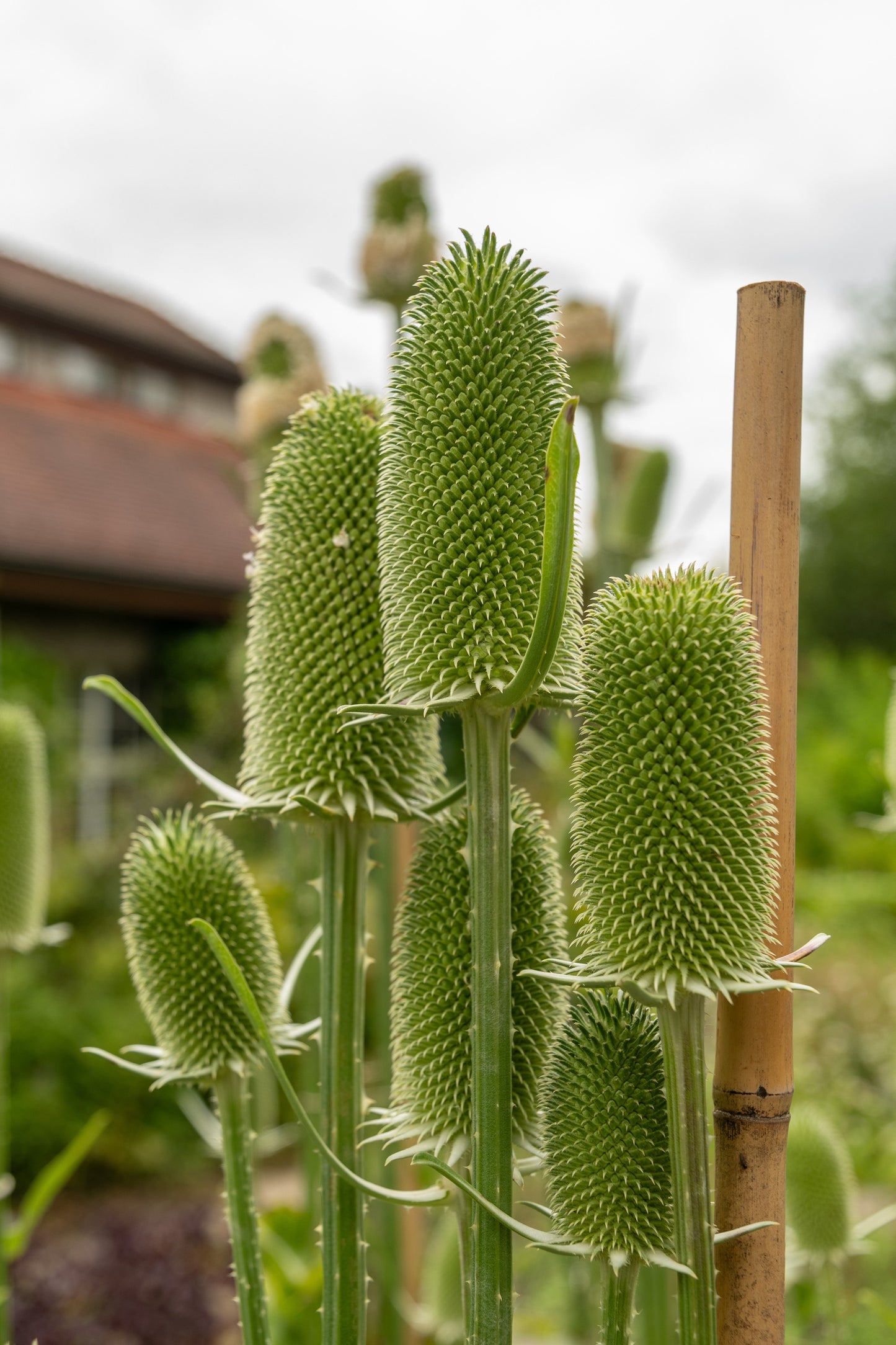 75 Fullers Teasel (Dipsacus Sativus) Seeds