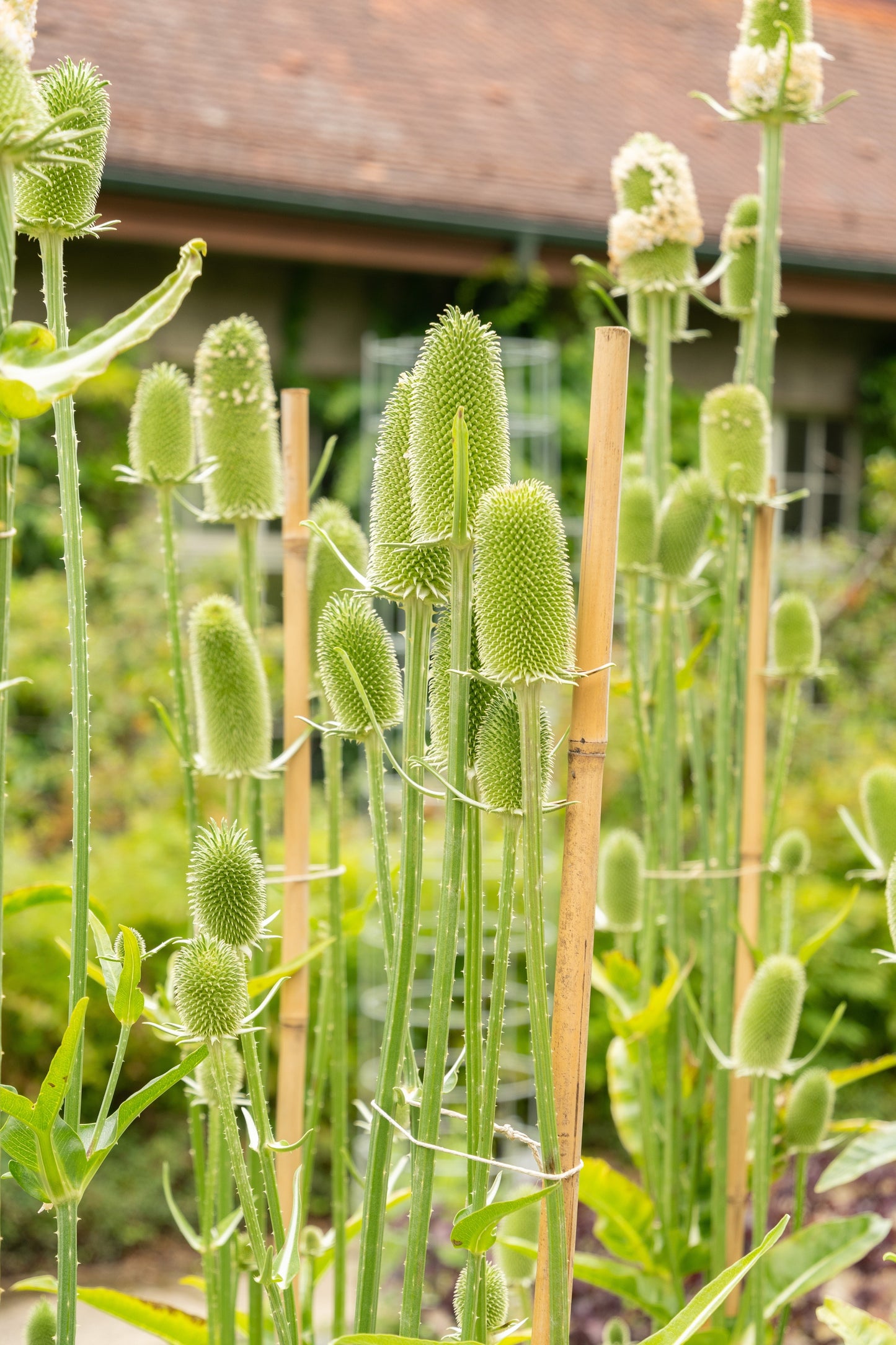 75 Fullers Teasel (Dipsacus Sativus) Seeds
