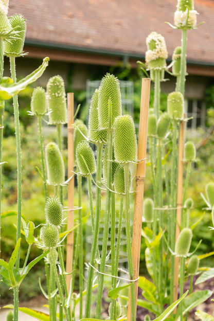 75 Fullers Teasel (Dipsacus Sativus) Seeds