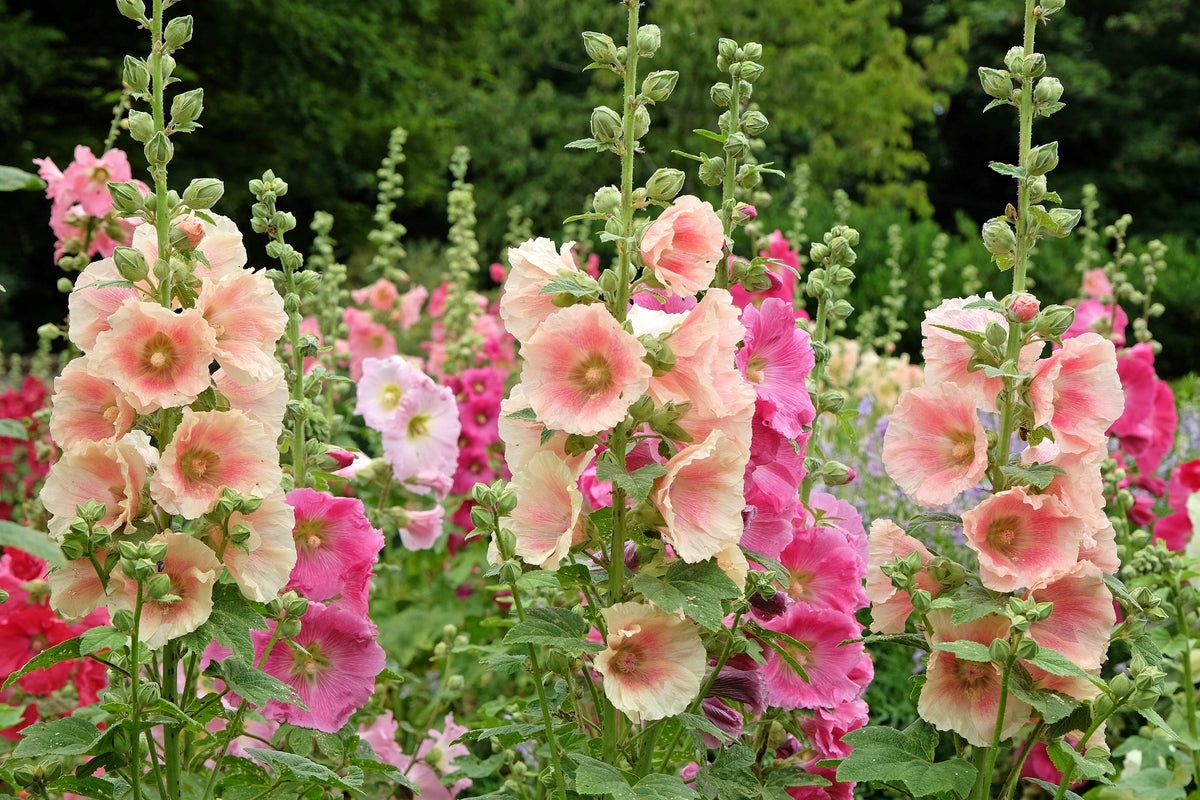 25 PEACH HOLLYHOCK Alcea Rosea Flower Seeds Perennial