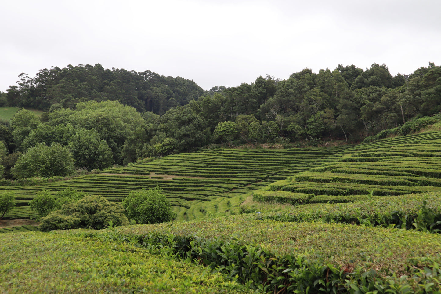 1 Lb Black & Green Drinking Tea (Camellia Sinensis) Seeds