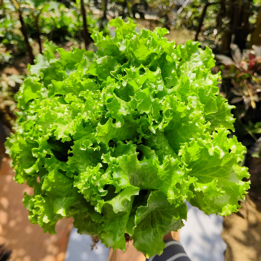 3000 Black Seeded Simpson Leaf Lettuce (Lactuca Sativa) Seeds