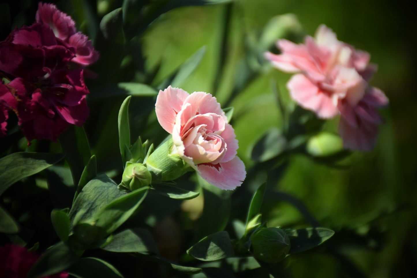 50 La France Carnation (Dianthus Caryophyllus Chabaud) Seeds