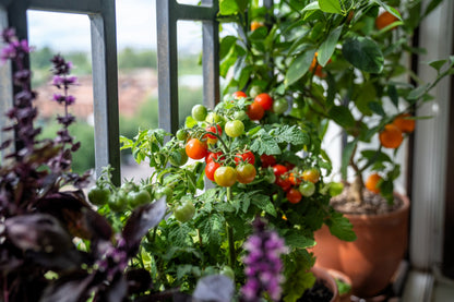Tiny Tim Dwarf Cherry Tomato (Solanum lycopersicum) Seeds – 500 ct
