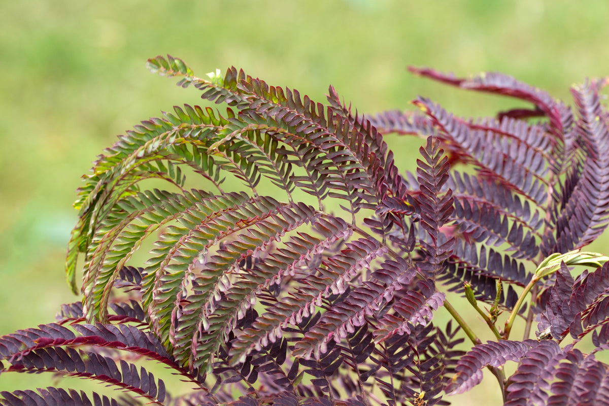 25 Mimosa / Persian Silk Tree (Albizia Julibrissin) Seeds