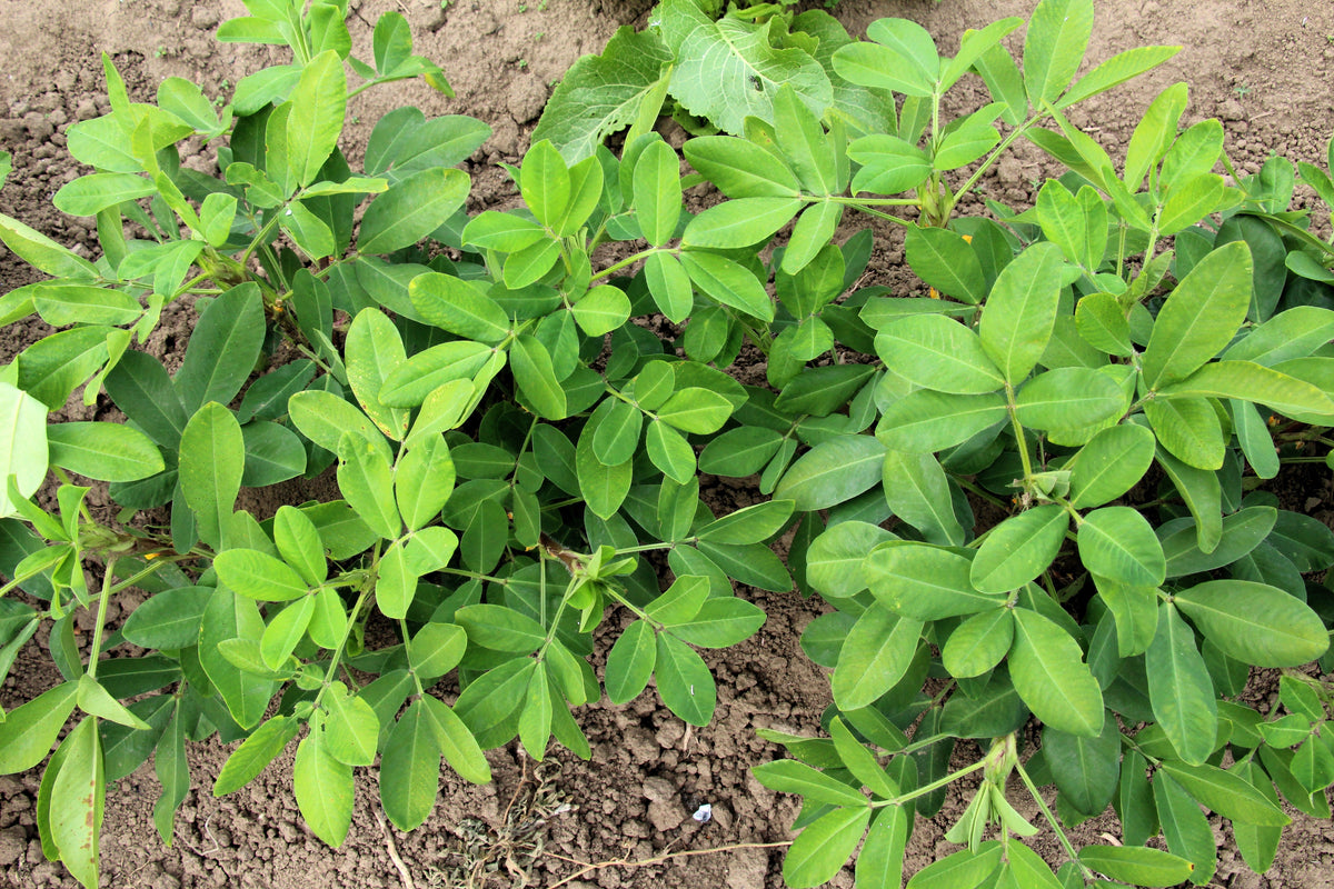Early Spanish Peanut (Arachis hypogaea) Seeds – 20 ct