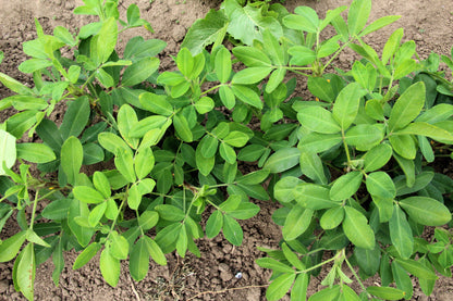 Early Spanish Peanut (Arachis hypogaea) Seeds – 20 ct
