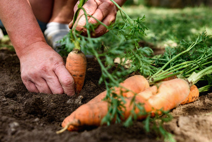 1500 Tendersweet Carrot (Daucus Carota) Seeds