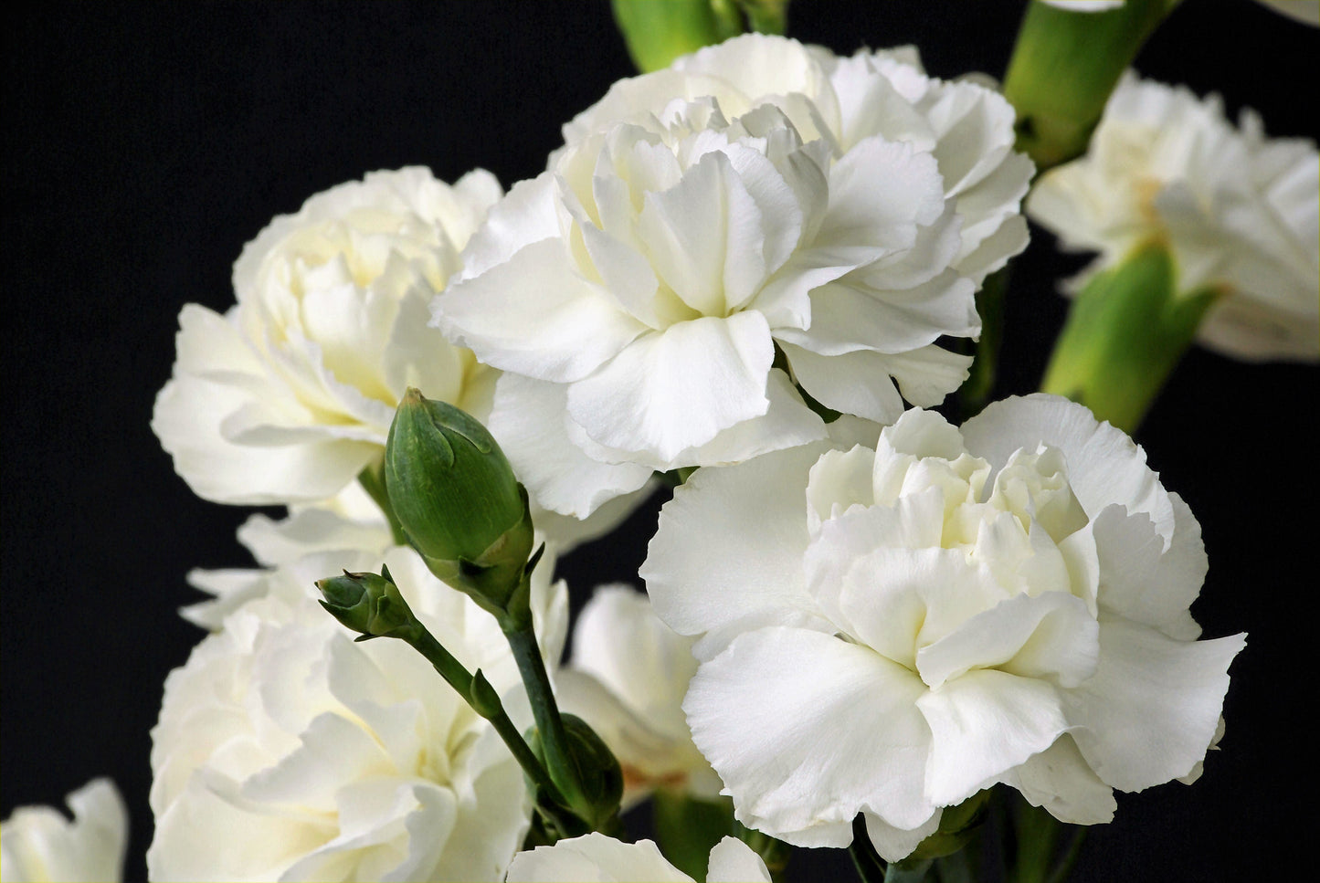 50 White Carnation (Dianthus Caryophyllus) Seeds