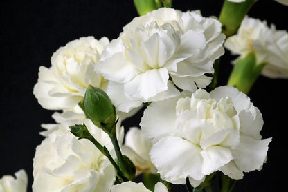 50 White Carnation (Dianthus Caryophyllus) Seeds