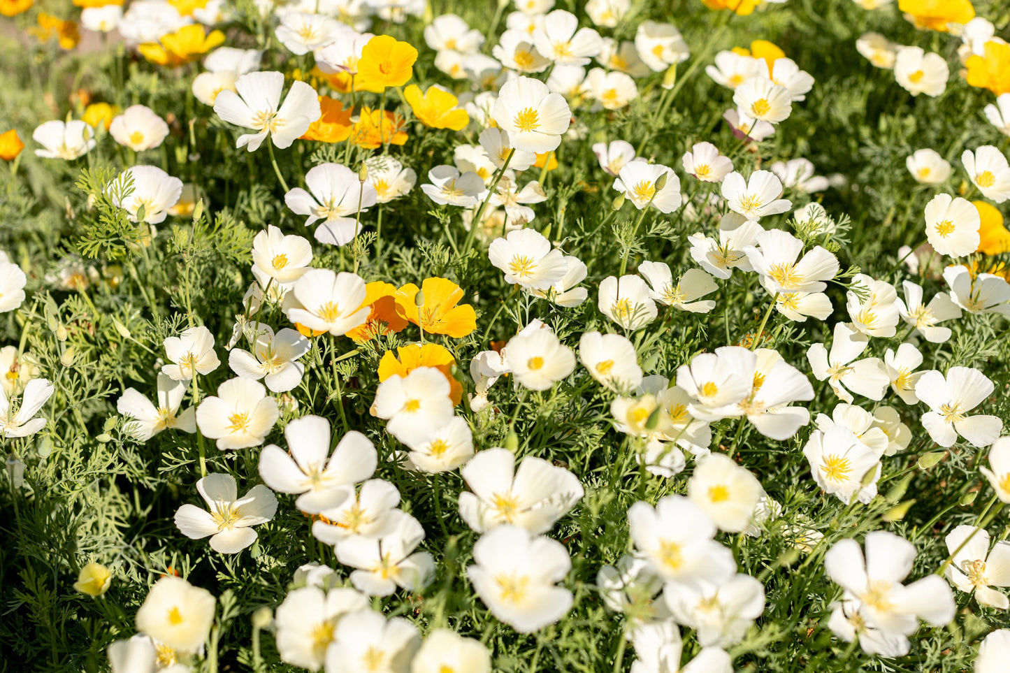 1000 White California Poppy (Eschscholzia Californica) Seeds
