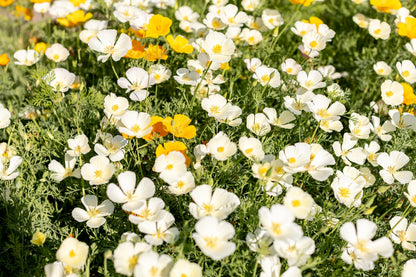 1000 White California Poppy (Eschscholzia Californica) Seeds