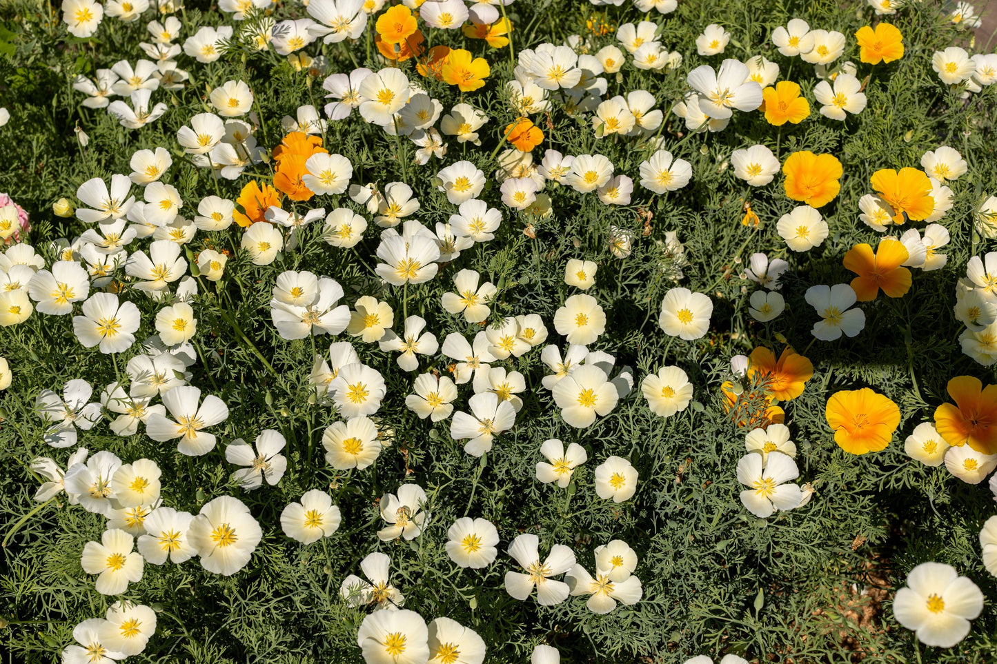 1000 White California Poppy (Eschscholzia Californica) Seeds