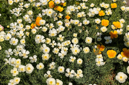 1000 White California Poppy (Eschscholzia Californica) Seeds