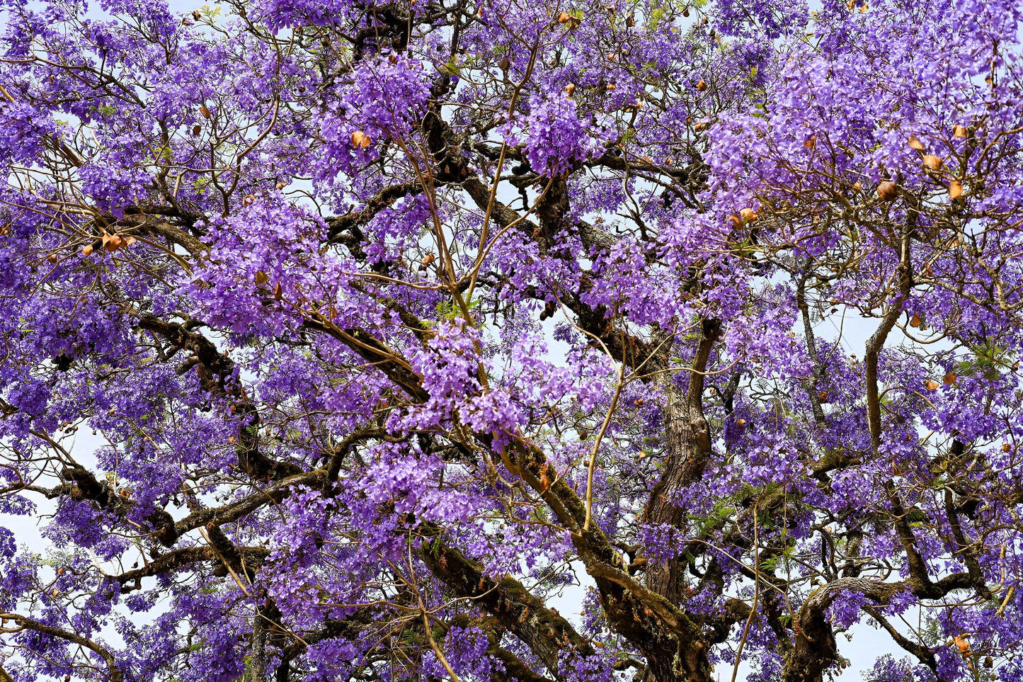 25 Blue Jacaranda Tree (Jacaranda Mimosifolia) Seeds