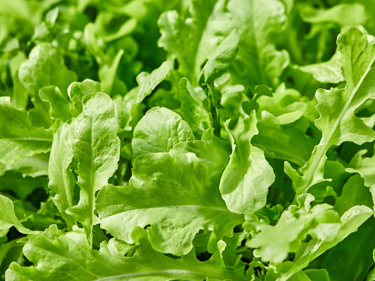 Roquette Arugula (Eruca vesicaria sativa) Seeds – 2,000 ct