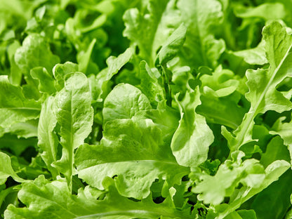Roquette Arugula (Eruca vesicaria sativa) Seeds – 2,000 ct