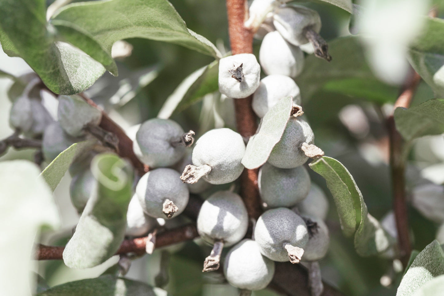 10 American Silverberry (Elaeagnus Commutata) Seeds