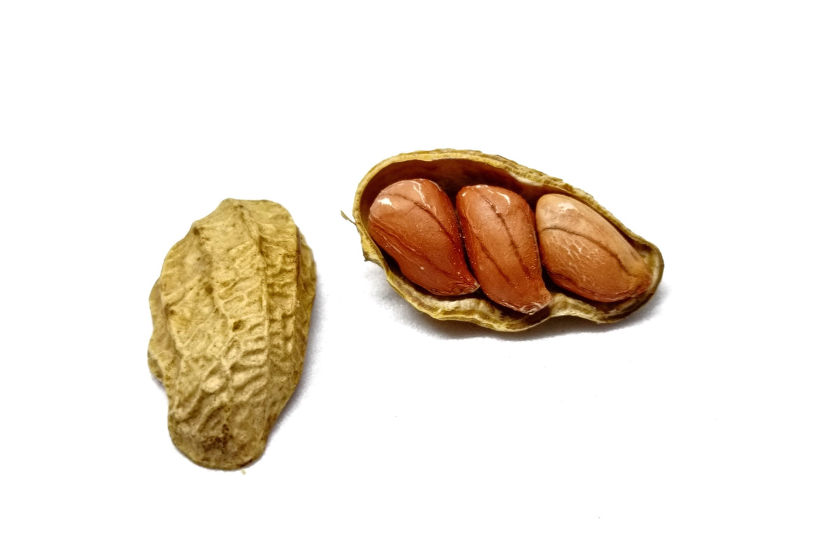 Early Spanish Peanut (Arachis hypogaea) Seeds – 20 ct