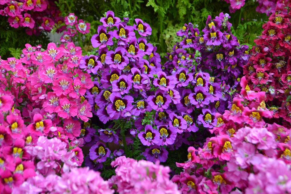 200 Butterfly Orchid (Schizanthus Wisetonensis) Seeds