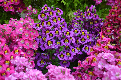 200 Butterfly Orchid (Schizanthus Wisetonensis) Seeds