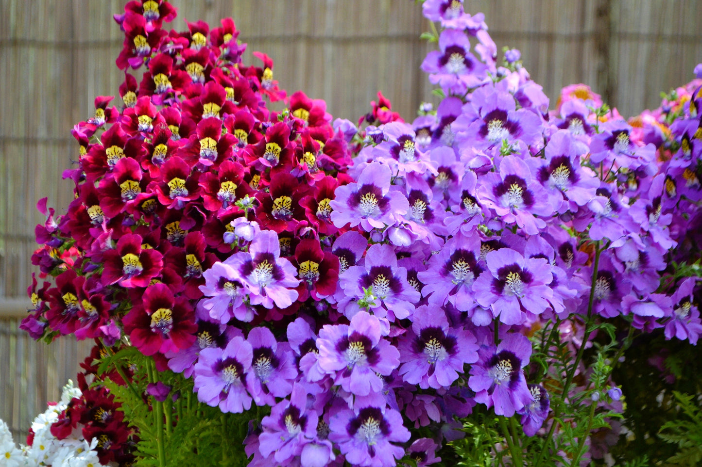 200 Butterfly Orchid (Schizanthus Wisetonensis) Seeds