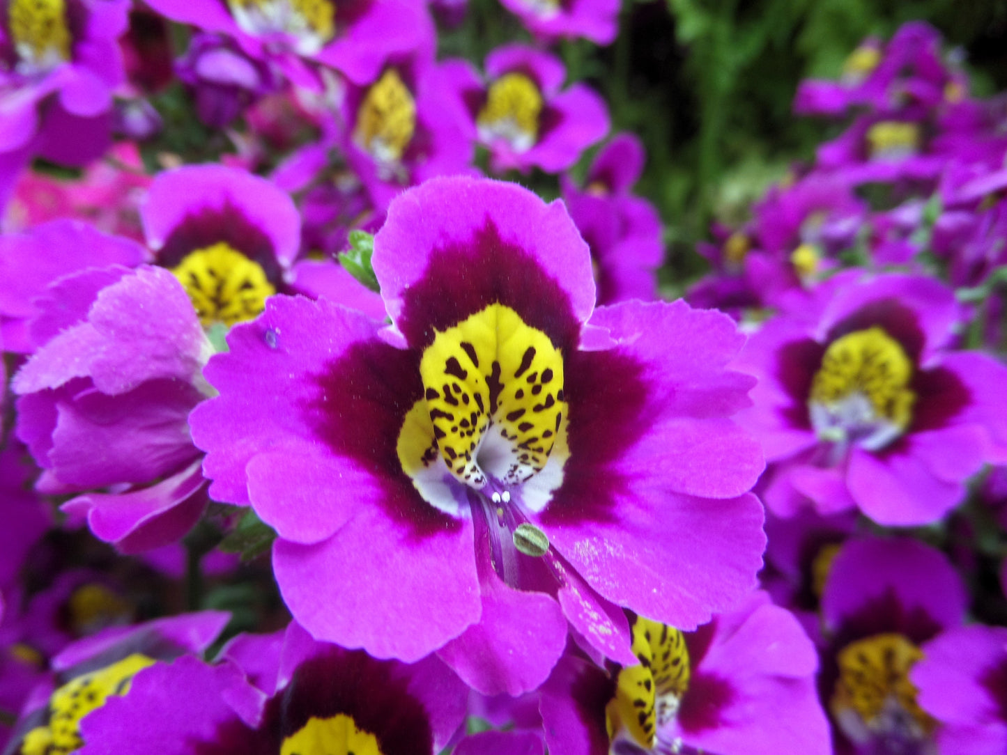 200 Butterfly Orchid (Schizanthus Wisetonensis) Seeds