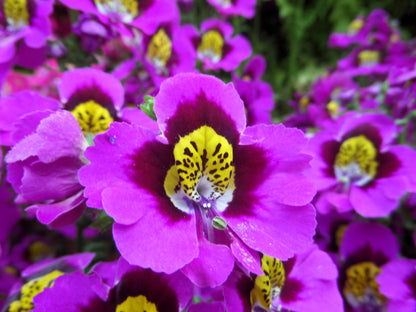 200 Butterfly Orchid (Schizanthus Wisetonensis) Seeds