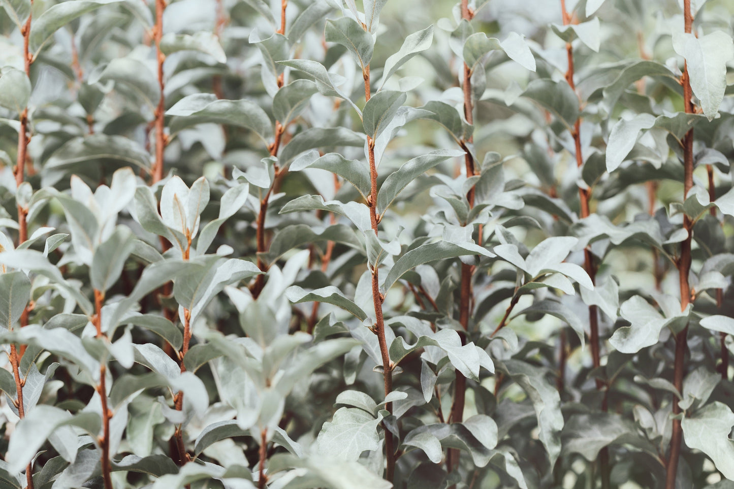 10 American Silverberry (Elaeagnus Commutata) Seeds