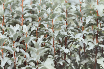 10 American Silverberry (Elaeagnus Commutata) Seeds