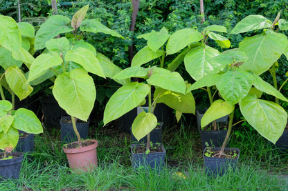 50 Flowering NORTHERN CATALPA Speciosa TREE Seeds (aka Western Catalpa or Catawba / Indian Cigar / Fish-Bait)