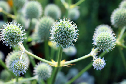 200 Rattlesnake Master / Button Snakeroot  (Eryngium Yuccifolium) Seeds