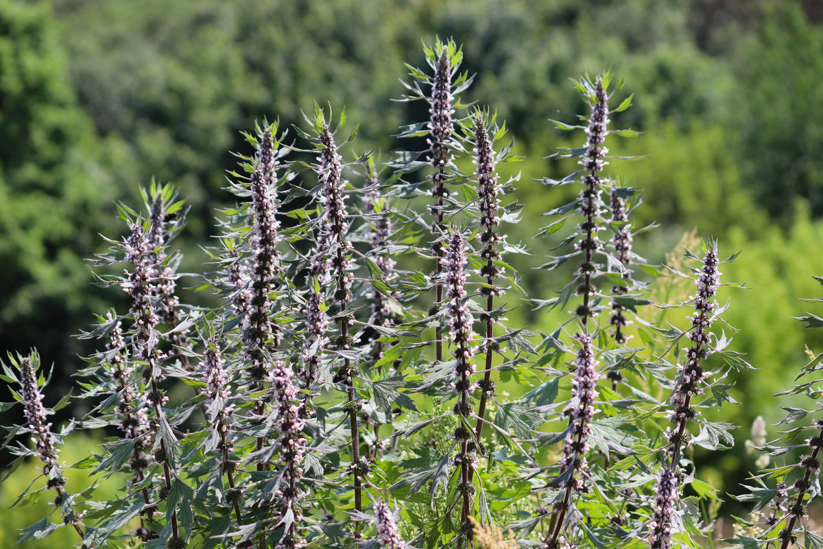 50 MOTHERWORT (Lions Tail / Heartwort) Leonurus Cardiaca Herb Flower Seeds