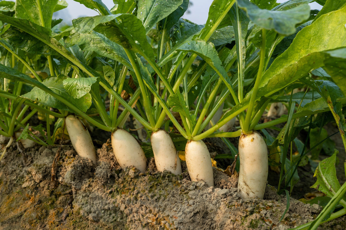 White Icicle Radish (Raphanus sativus) Seeds – 1,250 ct