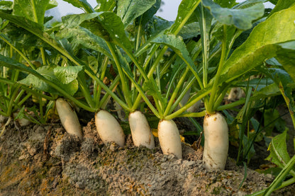 White Icicle Radish (Raphanus sativus) Seeds – 1,250 ct