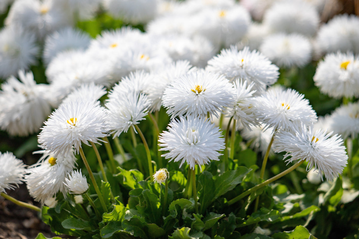 Dwarf White English Daisy (Bellis perennis) Seeds – 500 ct