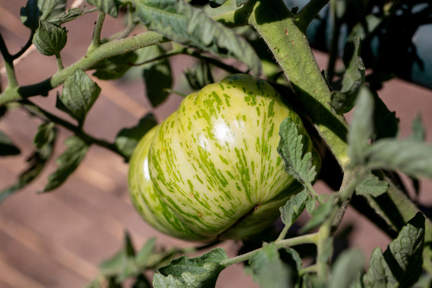 50 Green Zebra Tomato (Lycopersicon) Seeds