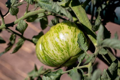 50 Green Zebra Tomato (Lycopersicon) Seeds