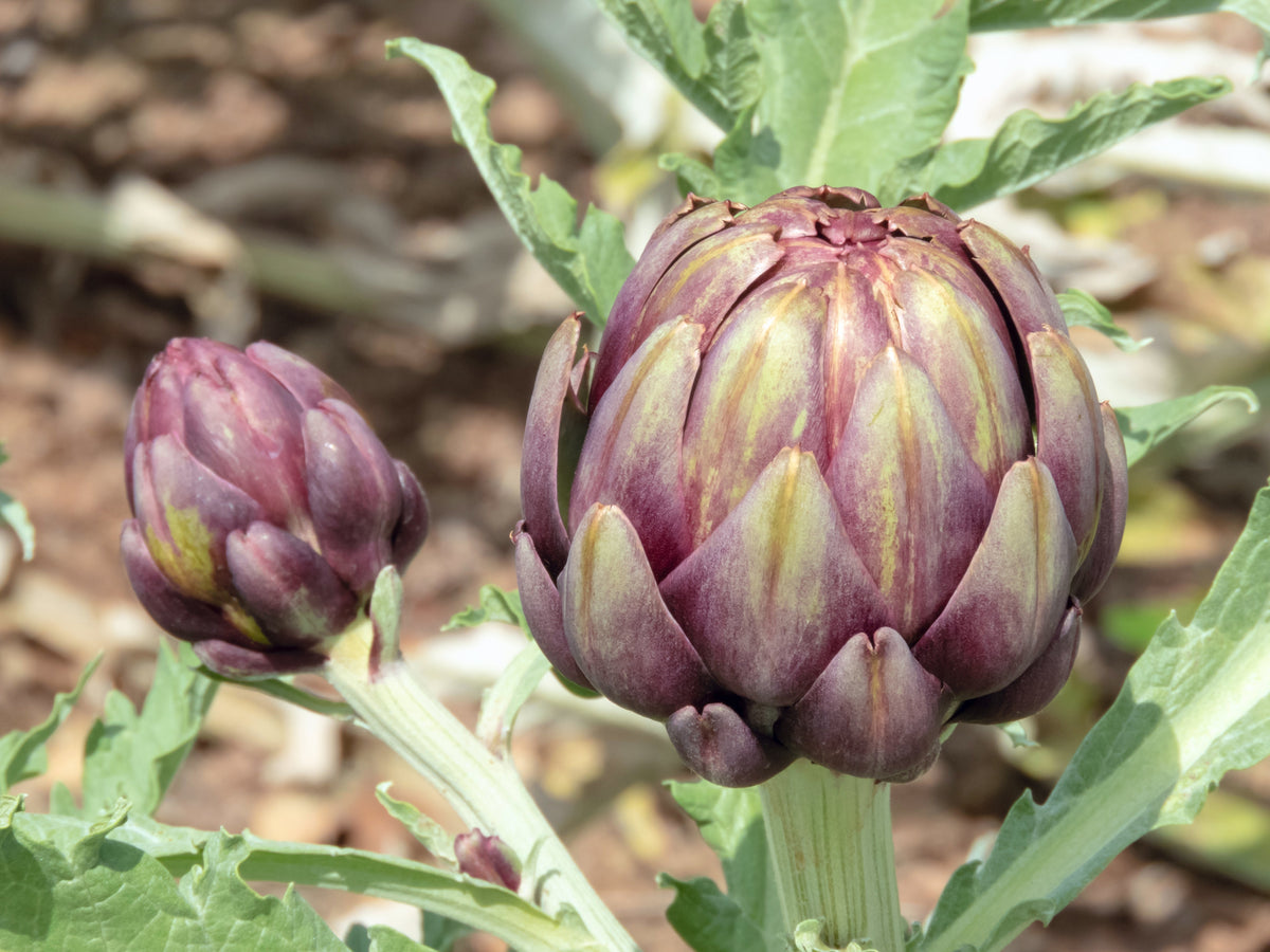 50 PURPLE ROMAGNA ARTICHOKE Italian Cynara Scolymus Flower Vegetable Seeds