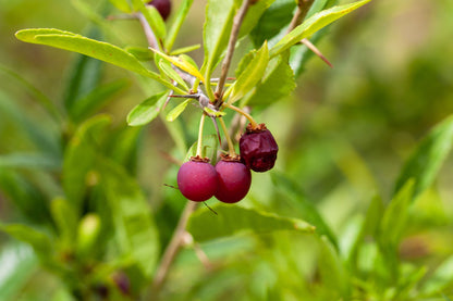 5 CHERRY PRINSEPIA Chinese Sinensis Edible Red Fruit Tree Shrub Flower Seeds