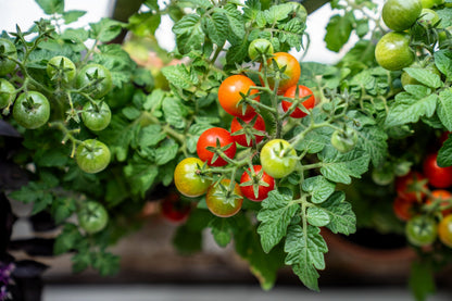 Tiny Tim Dwarf Cherry Tomato (Solanum lycopersicum) Seeds – 500 ct