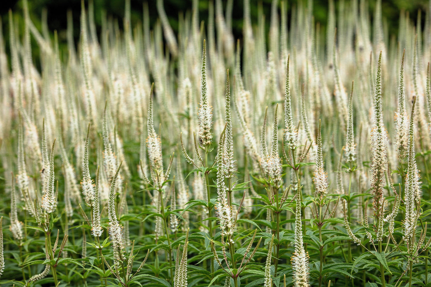 1000 Culver's Root / Black Root (Veronicastrum Virginicum) Seeds
